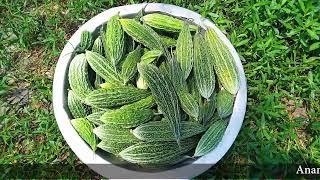 আধুনিক পদ্ধতিতে করলা চাষ ।  How to Grow Bitter Gourd।। AnantaArtBD.