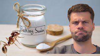 Does Baking Soda Kill Ants | The Best Natural Ant Treatment?