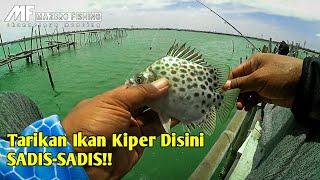 Fishing For Spotted Scat Fish / Butter Fish