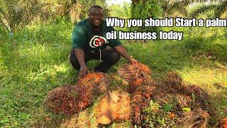 How to start making money from palm oil business in Nigeria