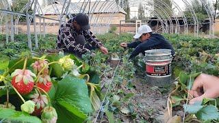 QULUPNAY KO'CHATLARINI AGROTEXNIKASI