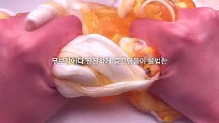 오랜만에 돌아온 우리의 만두쨩