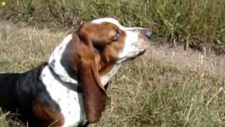 Peter the Basset Hound barking