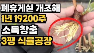 3평 폐휴게실 개조! 1년 19200주 소득창출 식물공장 만드는 법