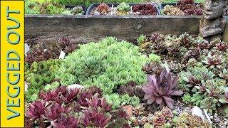 OVER 50 NAMED SEMPERVIVUM VARIETIES HUGE RAISED BED HENS & CHICKS SUCCULENTS COLLECTION