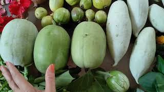 Terrace Garden Harvest Vegetables Fruits &  Flowers | Terrace Garden Harvesting Video