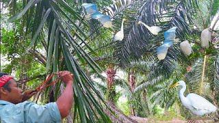 Shoot the egret on the palm tree by slingshot - Eat egret || Thai S