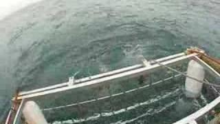 Great White Shark biting the cage