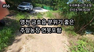 (매매보류)영천 금호읍 분위기좋은 농장지 연못포함 나만의공간