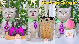 Enjoy TASTY Food And HELPFUL Tips With Chef Cat!|Cat Cooking Food | Cute And Funny Cat