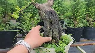 Khế Bonsai  Góc To Đẹp Giá Mềm Lh 0387849762