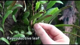 Fern:  Pyrrosia lingua (Cantonese)