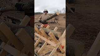 Loading up limb wood for the sawbuck  #firewood #treework #chainsaw #husqvarna