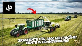 Grass harvest for 2800 dairy cows! 5000HA farm in Brandenburg || JP Agrar