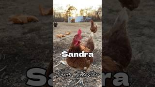 Sandra your chicken is looking for you! #sandra #rooster #chickens #comedy #farmjokester