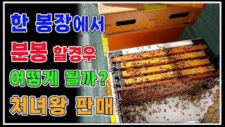 한봉장에서 분봉을하면 어떻게될까/ 분봉/ 처녀왕/ 왕대