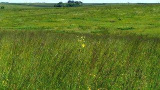 Iowa Prairie Restoration | Iowa Land and Sky