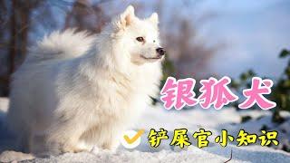 这是巨型博美还是迷你萨摩？小仙女必备舔狗银狐犬了解一下