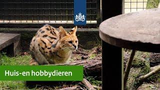 De huis- en hobbydierenlijst