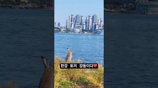 한강에 토끼를 풀어 놓았는데 넘 감동이다 ️ #rabbit #동물키우기 #cute #반려동물