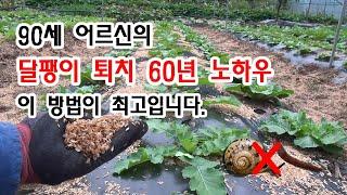 90세 어르신의 김장배추 김장무 달팽이 퇴치 노하우 이 방법이 최고입니다.