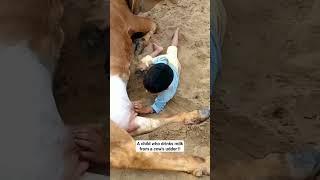  A #child who drinks #milk from a cow's udder !! #cow #animal #funnyvideo #children #tourism