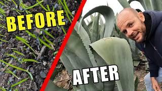 Super-Massive Agave... I'm Using Johnson Su Compost