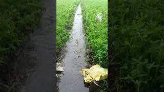 #new #nature #subscribe #villagelife #farming #video #viralvideo #shorts #desi #kheti