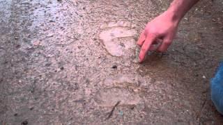 Tracking a grizzly bear in Swan Valley, MT