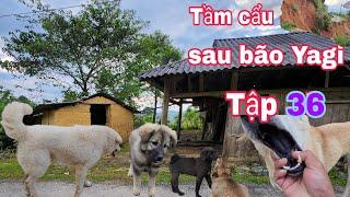 Tâp 36 sau bão Yagi lên bản mông tầm cẩu gặp rất nhiều điều bất ngờ | full 4k