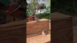 Husqvarna Chainsaw Cutting Big Wood #chainsaw #husqvarna #shorts #1502