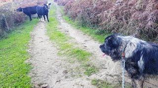 illyrian Shepherd DOG Vs Mad Cow ( things escalated quickly )