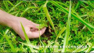 Ecosystem SUCCESSION in your Fruit ORCHARD | Principles of Permaculture | Eat And Be Eaten