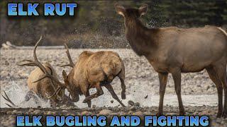 Elk Rut - Sights & Sounds of the Rut - Elk Bugling and Fighting