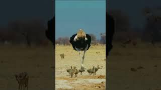 Little Predator Gets It Rough With a Great Chase From The Ostrich