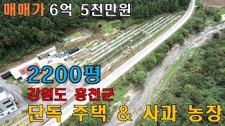 [매매] 강원도 홍천군 영귀미면 2200평 토지와 단독 주택/ 시원한 바람과 높은 일조량으로 사과가 맛있게 익어가는 과수원 (천내울 사과농장)/귀농을 원하시는 분들께 강력 추천!