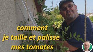 comment je taille et palisse mes tomates