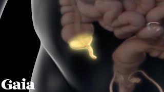 Your Appendix Has an ACTUAL Function