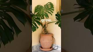 How To Make Your Monstera Grow Faster: Top tips #plants #viral #youtubeshorts