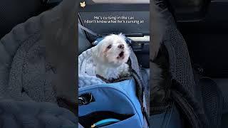 That’s my chatterbox puppy #youtube #funny #petsrule #funnyprank #pets
