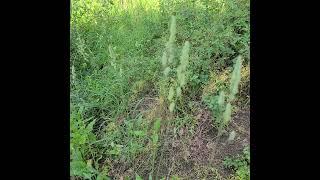 Orchardgrass, Dactylis glomerata, of Ouray, Colorado.