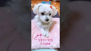 오늘 하루도 행복하세요 #인삼먹는달콩이 #말티즈 #졸귀 #애견 #댕댕이 #강아지브이로그 #shorts #cutedog #puppydog