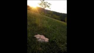 Butterfly - James Reynolds