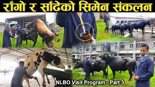 राँगो र साँढेको सिमेन संकलन यसरी गरिन्छ | NlBO Visit Program Part 3