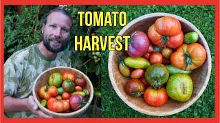 Tomato Harvest 2024: You Won't Believe These Incredible Varieties!