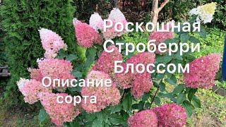 ГОРТЕНЗИЯ СТРОБЕРРИ БЛОССОМ, роскошная красавица. Описание сорта.