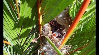 (Day23) Yellow-vented Bulbul Nesting | Mother bird nesting, hatching and fledgling (bird watching)