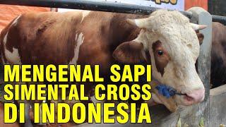 Ras Sapi Simmental Super Di Indonesia Yang Mempesona