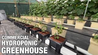 Hydroponic Greenhouse: From Hobby to Business