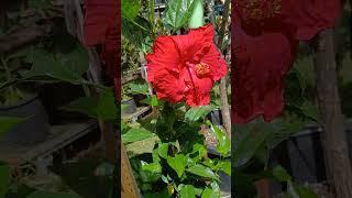 Big! #red #hibiscus #flowers #tropical #gardening